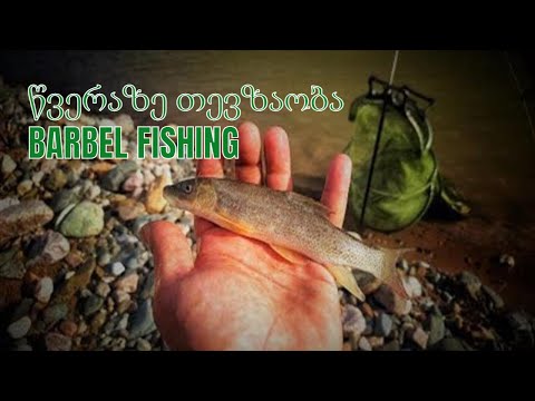 წვერაზე თევზაობა იმერეთში - Barbel fishing in Imereti