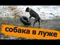 Собака играет в грязной луже с колесом