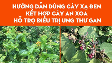 HƯỚNG DẪN DÙNG CÂY XẠ ĐEN KẾT HỢP CÂY AN XOA HỖ TRỢ ĐIỀU TRỊ UNG THƯ GAN