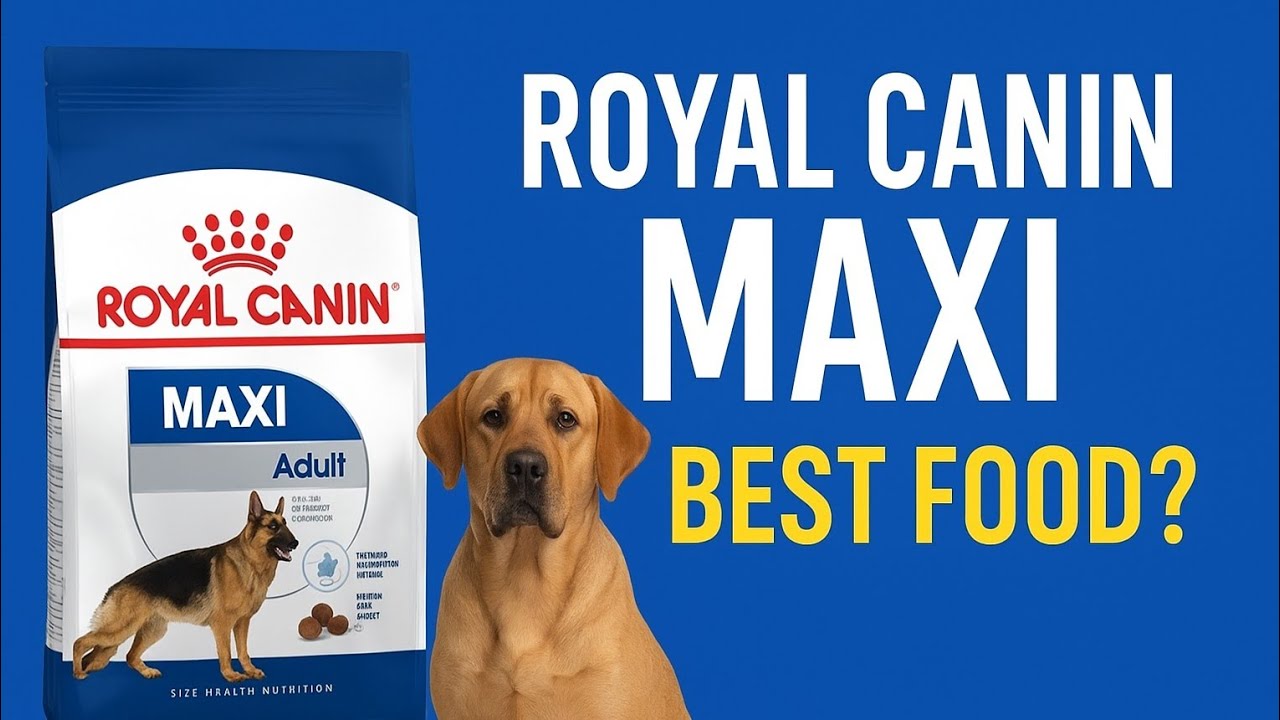German Shepherd, Labrador, Rottweiler के लिए Best Food | Royal Canin Maxi Guide