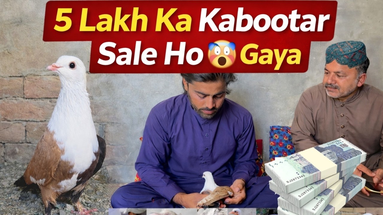 5 Lakh Ka Kabootar Sale Ho Gaya 😱 | Pakistan Ka Sabse Mehnga Rare Pigeon 2026 🔥 |