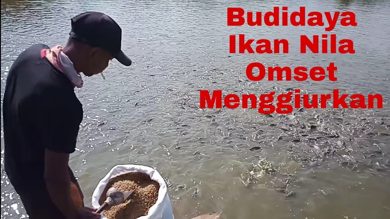 Budidaya Ikan Nila Kolam Sawah | Berangkat Mancing
