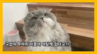 고양이 무마취 미용 곰돌이컷 힐링영상 by 써니포캣 sunny4cats 221 views 2 years ago 3 minutes, 49 seconds