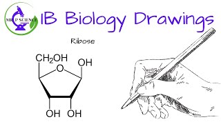 Drawing a Ribose
