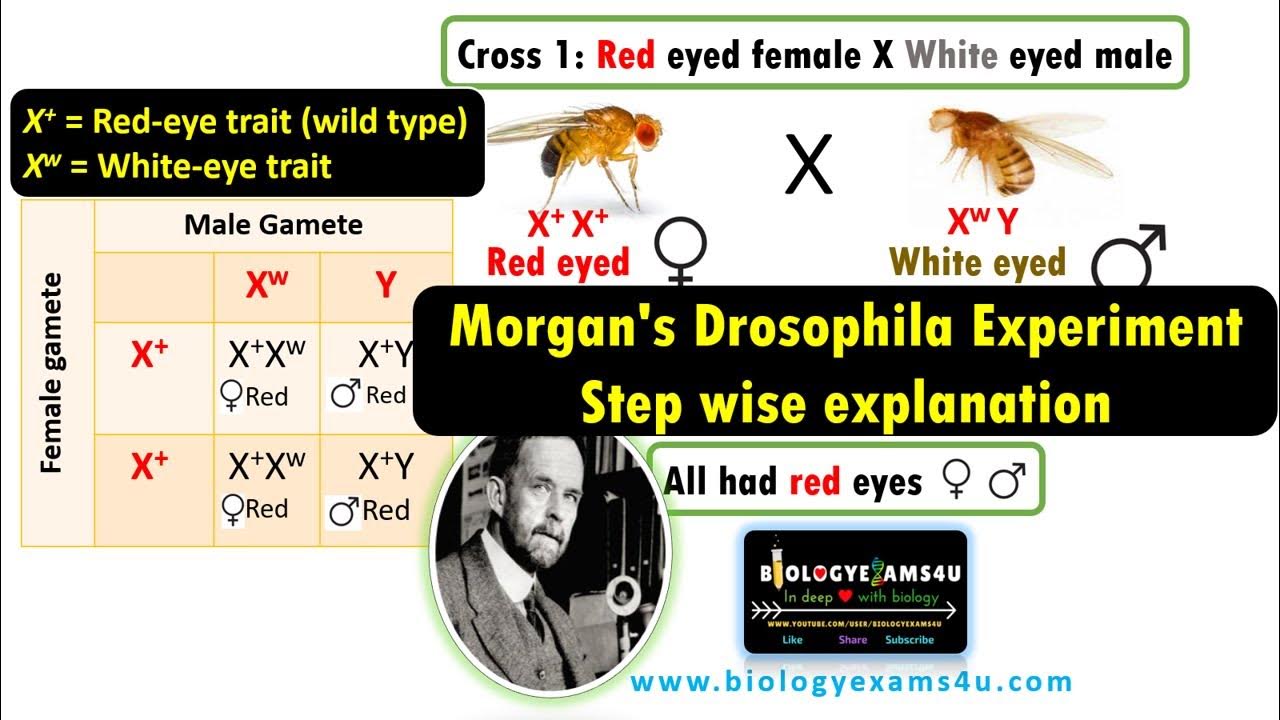 Drosophila Experiment Step By Step explanation discovering