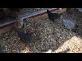 Deep mulch bedding for Odor Free Chicken Coop & Run