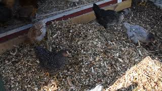 chicken mulch run coop bedding