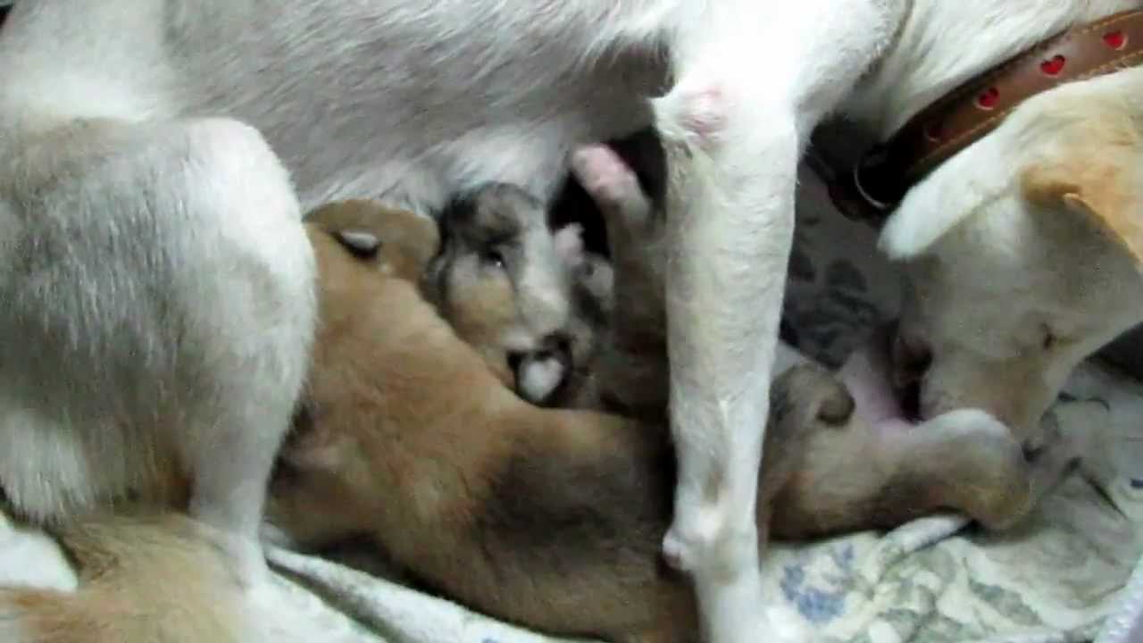 縄文柴犬のSORA姫の子育て１９日目