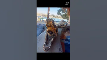 جماجم تماسيح النيل 