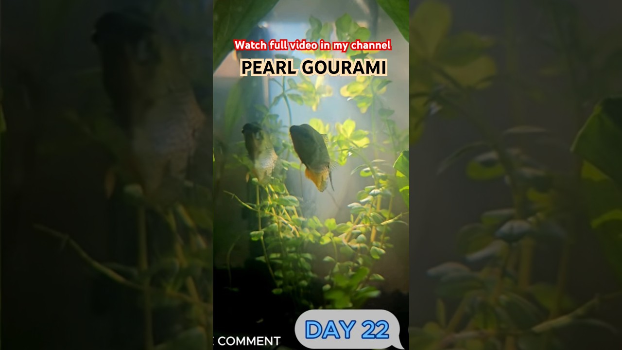 Pearl Gourami 