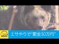 ヒグマと人の危険な距離　野生動物にエサやりで罰金３０万円へ…知床・世界自然遺産の実態とは