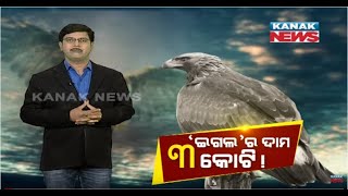 Special Report: 'The Golden Eagle Worth Rs 3 Crore' ! | Kanak News Live