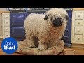 Sheep thinks he is a dog after growing up with one - Daily Mail