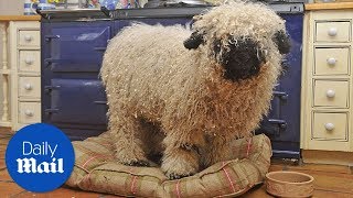 Sheep thinks he is a dog after growing up with one - Daily Mail