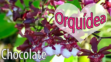 Como cuidar de orquídea cherry baby?