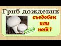 Гриб дождевик - съедобен или нет?