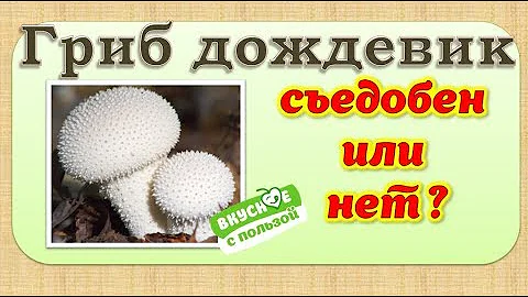 Гриб дождевик - съедобен или нет?