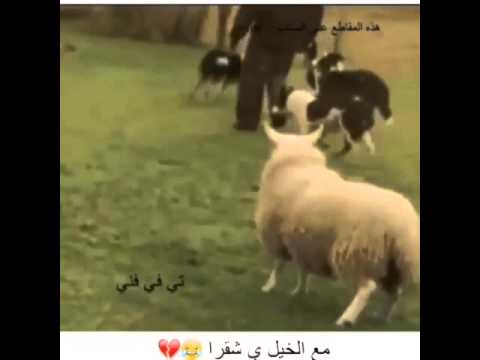 مع الخيل يا شقرا