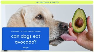 Can Dogs Eat Avocado | Dog Eating Avocado | Dog Avocado