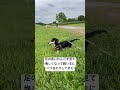きっと悔しかったんだろうな、、、笑 #ダックス #犬のいる生活