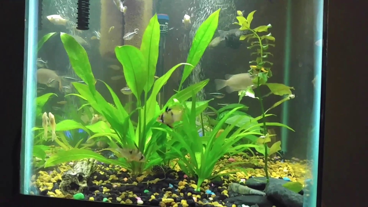 camera iphone 8 plus apk New German blue rams ! Finally lol!