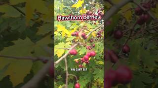 Hawthorn berries are one of nature's natural remedies to know about #foraging #naturalremedy