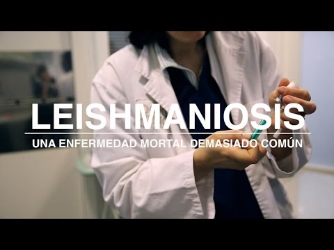 Cómo tratar a un perro con leishmania - Qué es la leishmaniosis canina - DOGKING