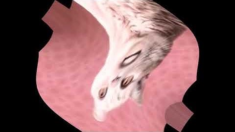 Preview 2 Numa Cat 2022 V3 Full Lade Effects TTBN