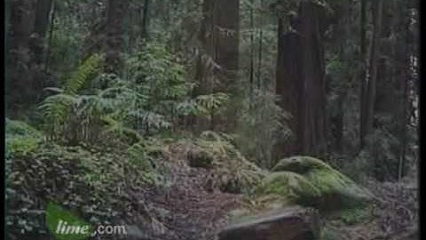 Part 1 - Julia Butterfly Hill - Adventures In Treesitting