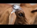 Flesh-eating parasite found in South Texas cattle