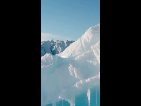 Spring Polar Bears
