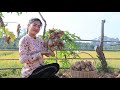 Tiger Finger Potatoes Recipes / Digging Potatoes At The Field / Prepare By Countryside Life TV.