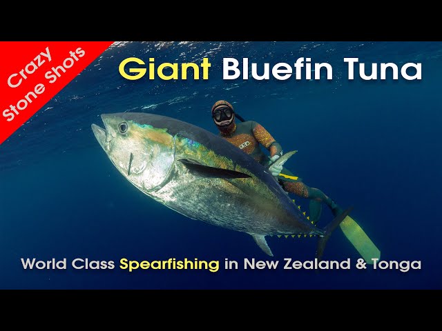Stoning Bluefin Tuna with MJK class=
