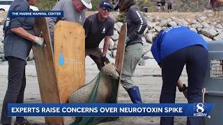 Surge in sick sea lions along Central Coast prompts investigation