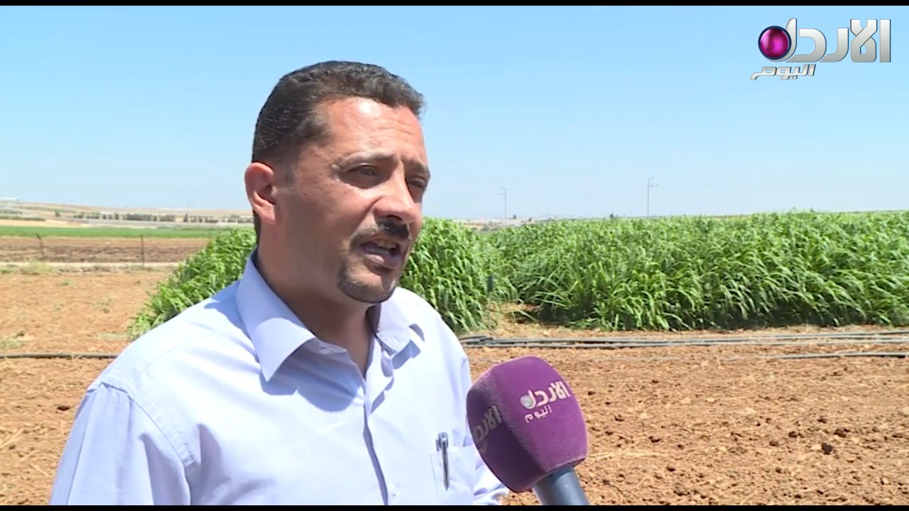 انتاج محصول جديد من الأعلاف في الرمثا -2-8-2019