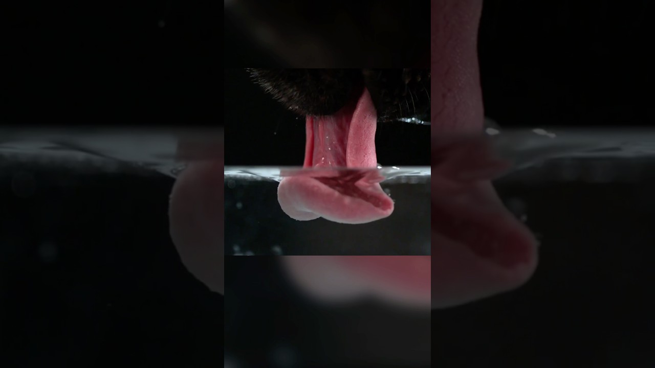 Собаки и кошки одинаково пьют воду?