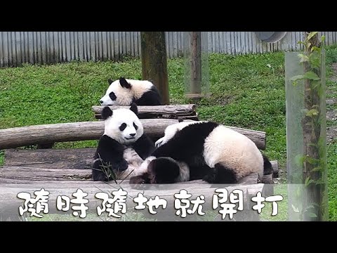 《熊貓早晚安》隨時隨地就開打 | iPanda熊貓頻道