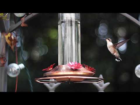 Jay Gonzalez - (I Wanna) Hold You [Official Music Video]