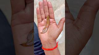 Wait for End 😂😂| #shorts |#viralvideo |#trending |#song |#comedy Profile