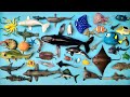Hewan laut paus orca penyu hiu ikan layaran ikan kepe kepe ikan badut blue tang anjing laut
