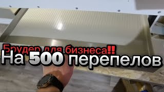 картинка: Брудер на 500 перепелов, для тех кто хочет заработать на перепелах. 👍👍👍👍