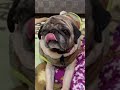 Good Morning Micky ☀️ My Pet Dog 🐕 #shorts #dog #doglover #pug #pugdog #pets