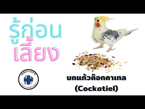 วีดีโอ: ทั้งหมดที่คุณอยากรู้เกี่ยวกับ Cockatiels เป็นสัตว์เลี้ยง!