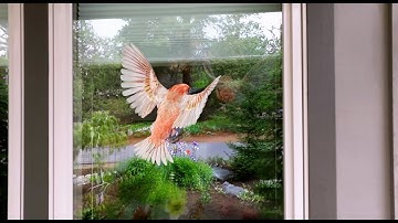 WindowAlert Stop Bird Attack