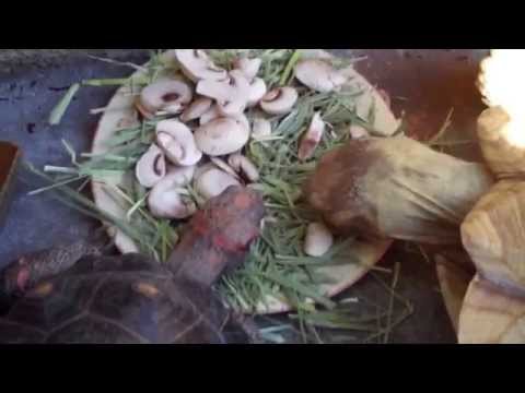 Quick Answer Are Baby Bella Mushrooms Bad For Dogs Bikehike Quick Answer Are Baby Bella Mushrooms Bad For Dogs Bikehike