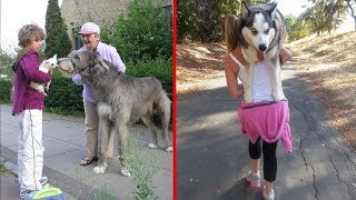 Funny Pics || Dogs Who Don’t Understand How BIG They Are