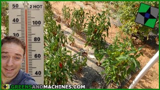 Vegetables for Hot Summer Climates | Container Gardening
