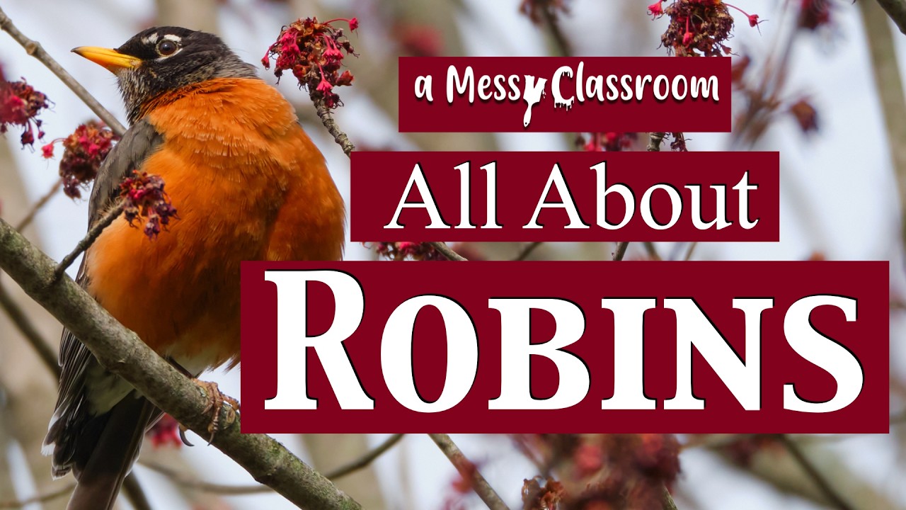 All About Robins | Robin Facts | Bird Educational Video | Nests Migration Eggs Spring #birds #robin