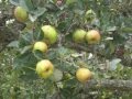 La cueillette des pommes en pays catalan