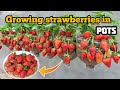 Growing Strawberries in pots | Grow Strawberries from seed - seed to harvest